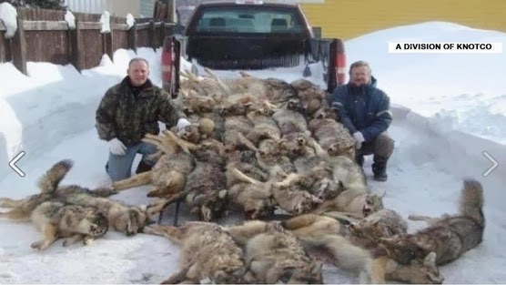 wolves+killed+wisconsin_change+dot+org.j