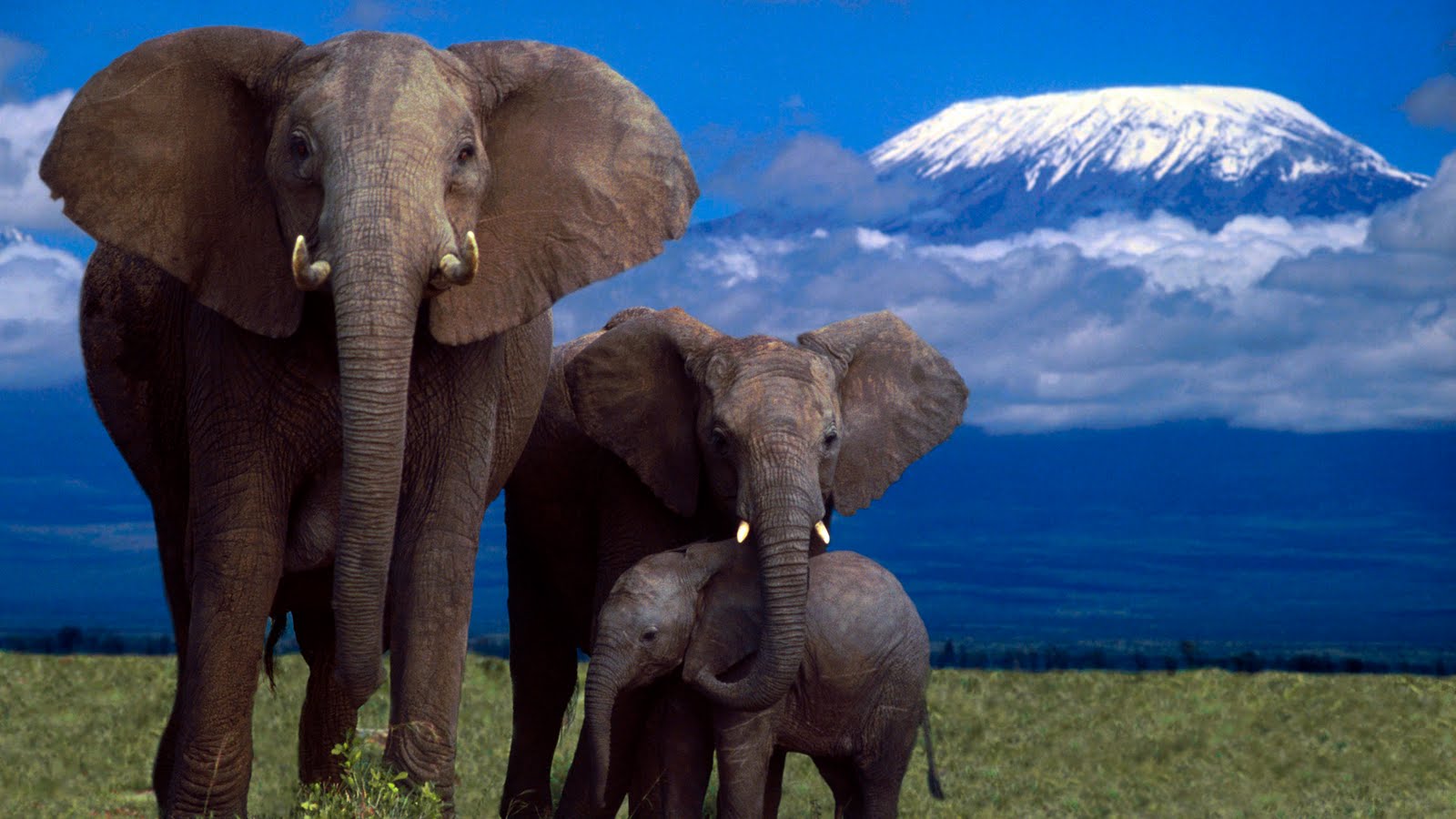 Free Image Bank: Hermosas criaturas del reino animal