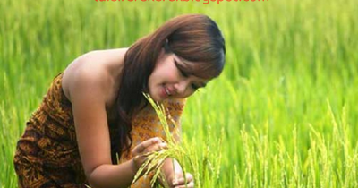 8 Tafsir Mimpi Lihat Padi Di Sawah Menurut Erek Erek 2d 3d 4d Tafsir Erek Erek