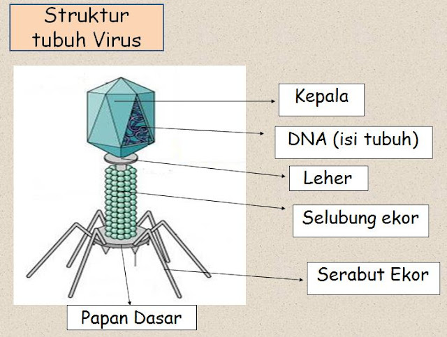 Bentuk-bentuk Virus | Pak Pandani | Belajar dan Berbagi