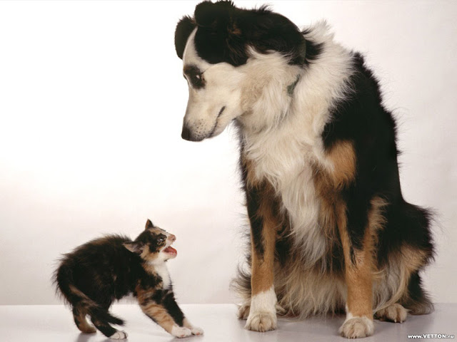 Funny cat and dog.