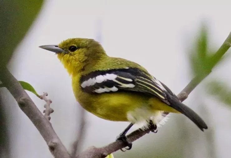 Cara Paling Gampang Membedakan Jenis Kelamin Burung Sirtu Cara Paling Gampang Membedakan Jenis Kelamin Burung Sirtu