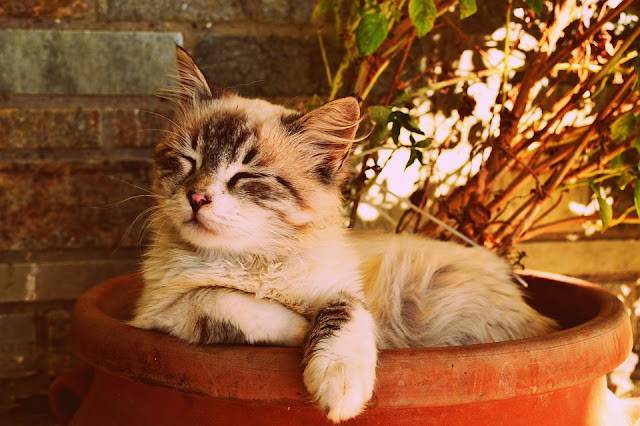cat-resting-in-a-plant-pot