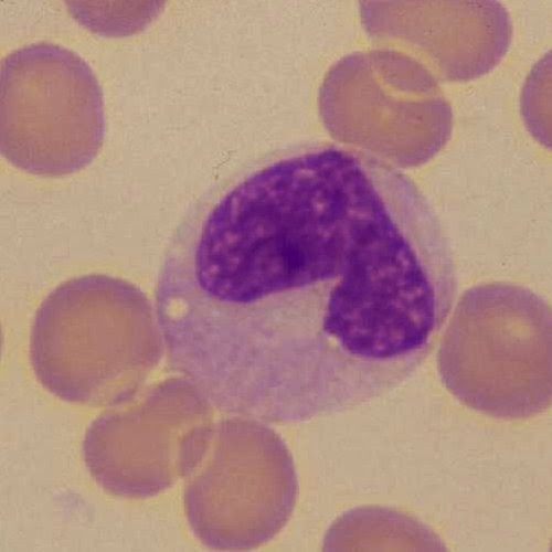 Fichero de Hematología Monocito Fichero de Hematología Monocito