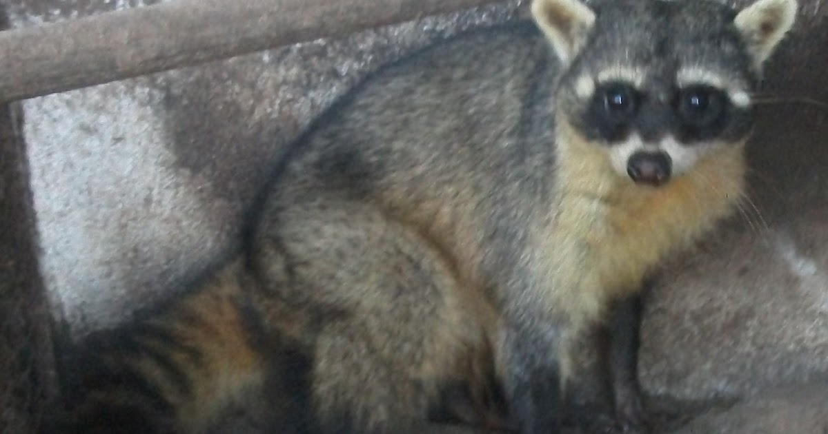 Abe's Animals Crab eating raccoon subspecies