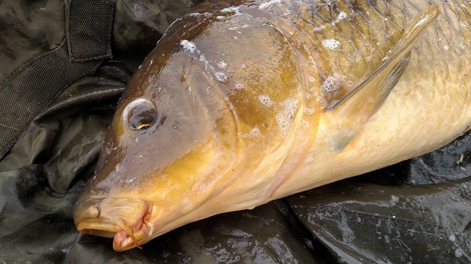 Michigan Carp Fishing Blog: Michigan DNR Bulletin - Know the Difference:  Invasive versus common carp