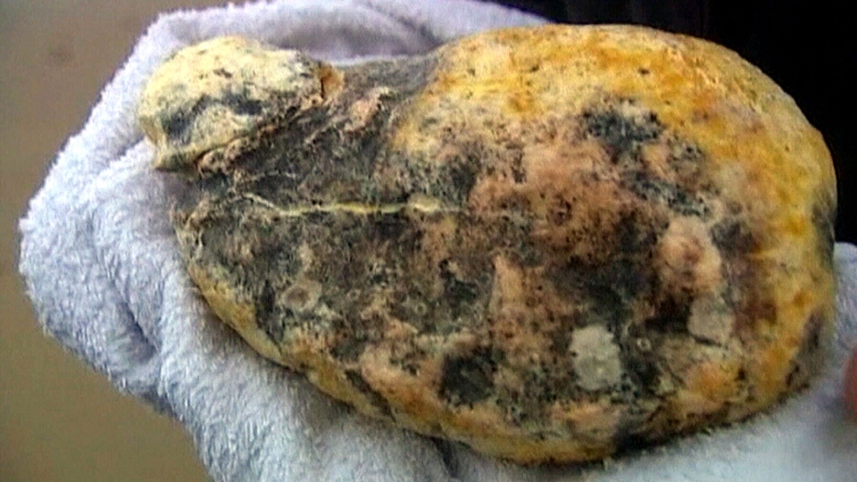 Blog FUAD Informasi Dikongsi Bersama What Is Ambergris?