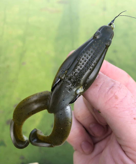 Yum buzz frog Clearance