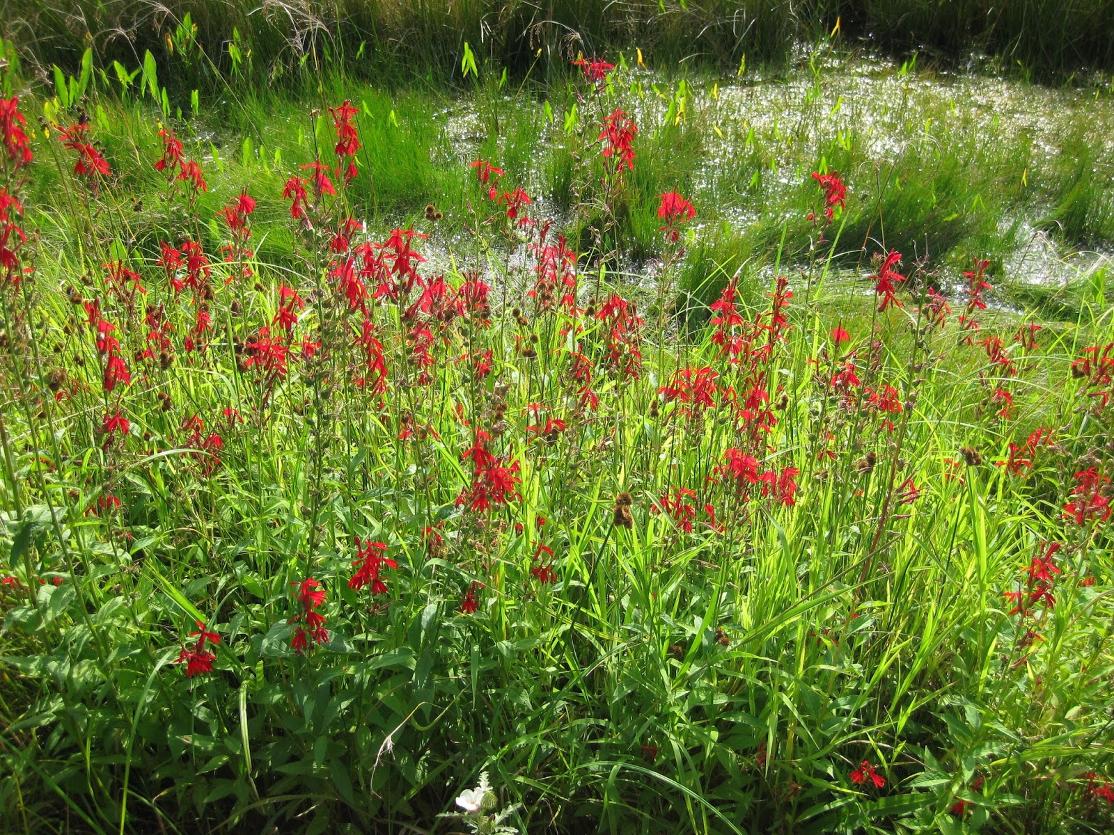 classic cardinal flower rotary