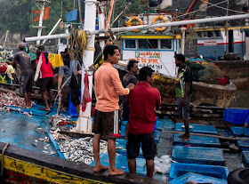 action fish fishermen sassoon docks mumbai india market 
