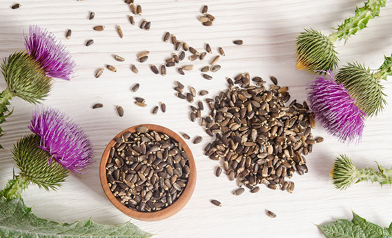 Milk thistle seeds