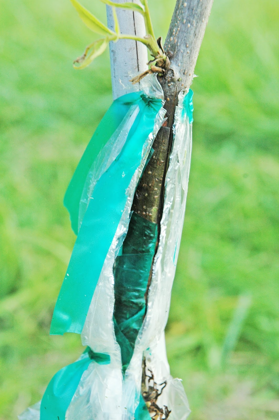 Northern Pecans Unwrapping a 3flap graft