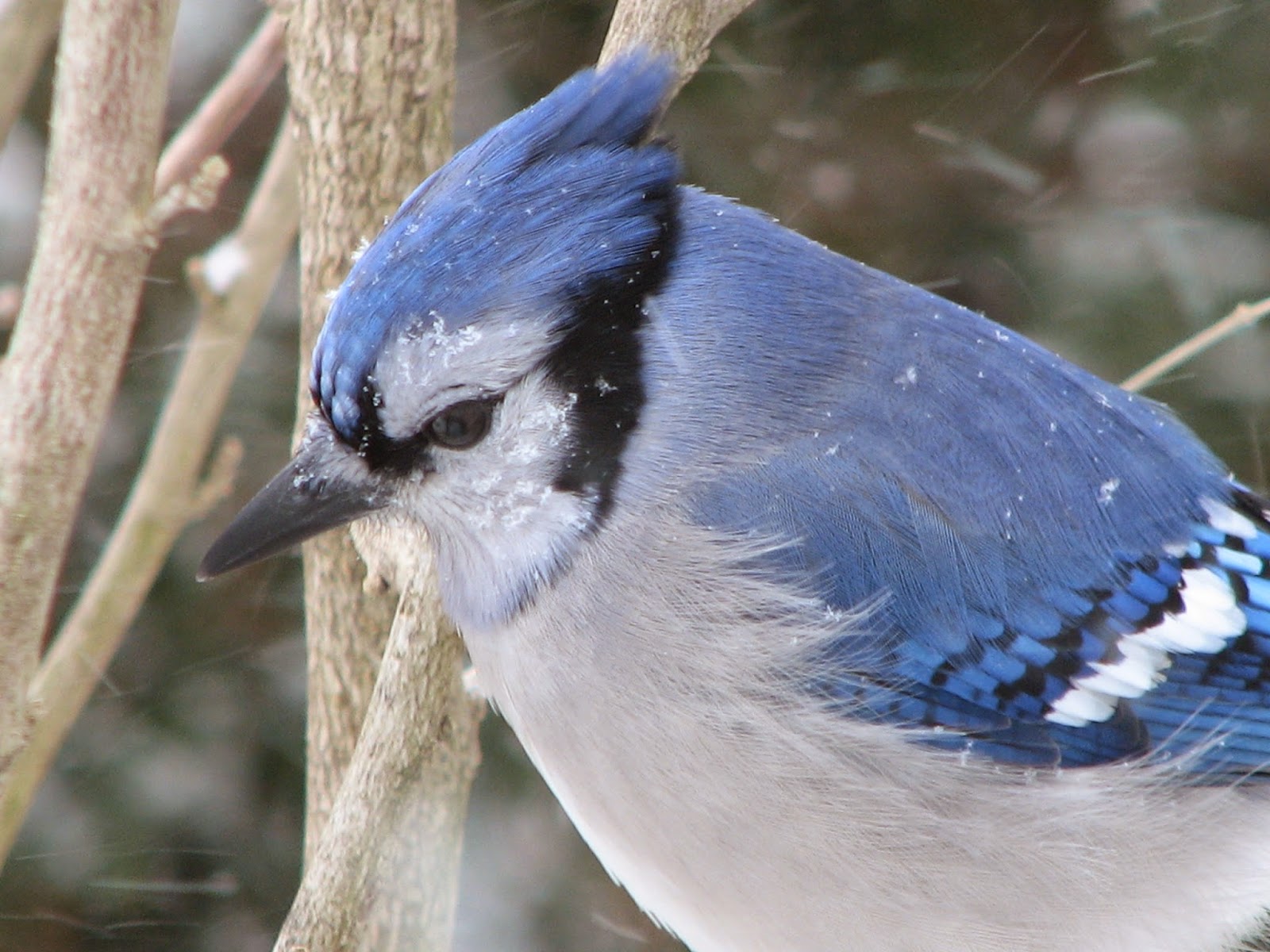 South Burlington birds Snow Birds Litter with a Story To Tell