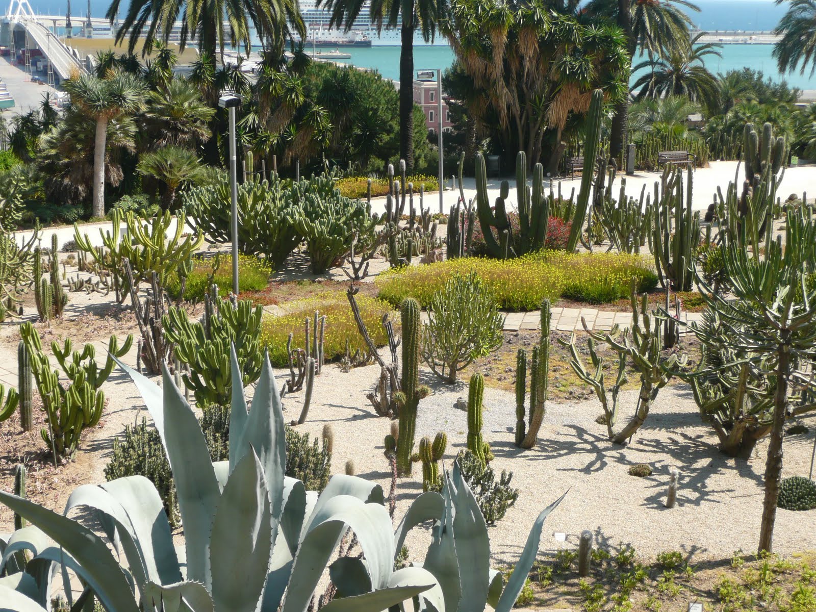 Cáctus y plantas de María Jardín