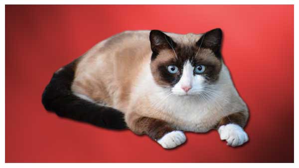 Snowshoe Cat Breed Information