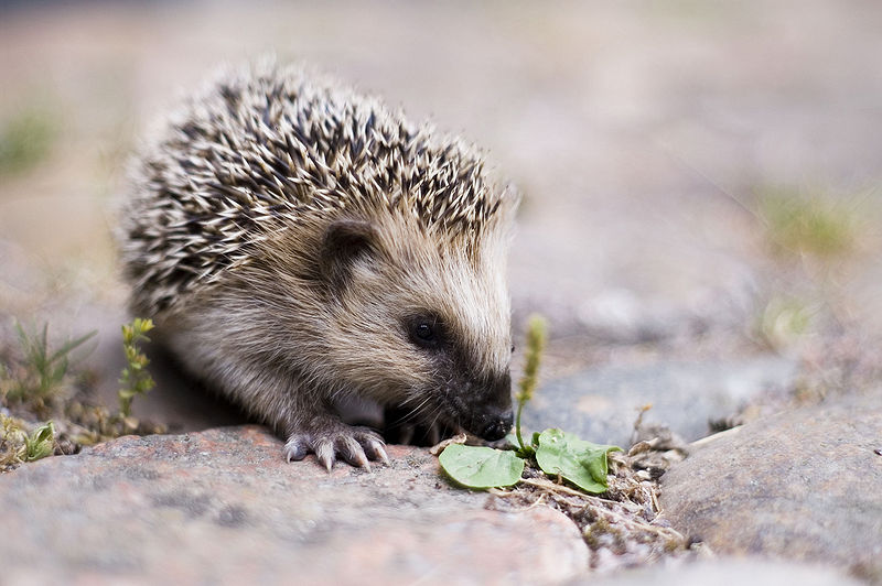 Wait! I Have a Blog?! Hedgehog Hodgepodge