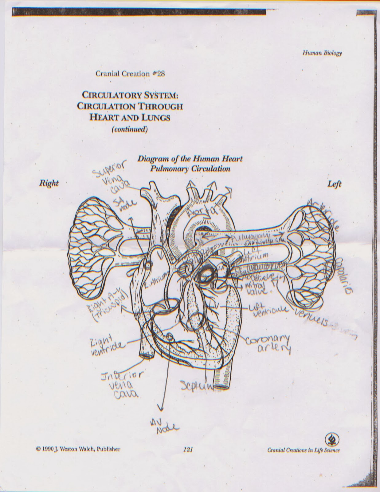 Anatomy & Physiology: Heart Anatomy