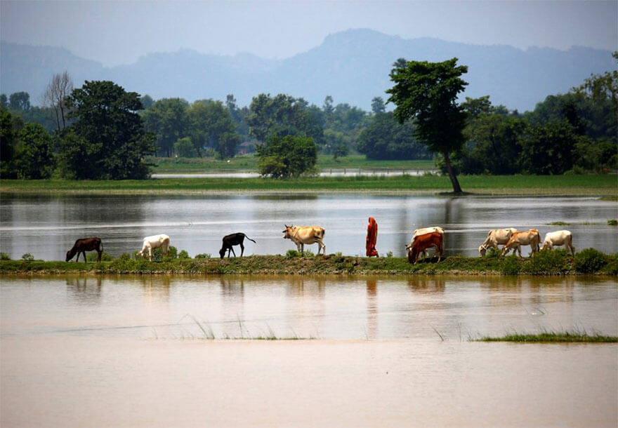 18 Devastating Pictures Of The Flooding In South Asia That Will Shock You - Cattle Graze As A Woman Walks On Higher Ground In Saptari District, Nepal