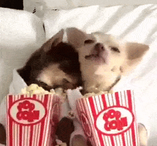 two dogs eat popcorn