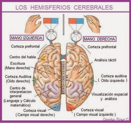 Lámina del cerebro indicando cuerpo calloso y ambos hemisferios. Incluye mano izquierda y derecha, ojos y areas del cerebro. 