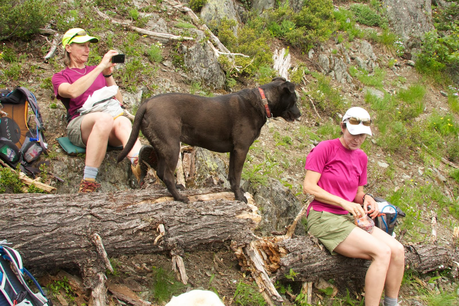 Northwest Paragliding Club Blog: Hiking with Dogs