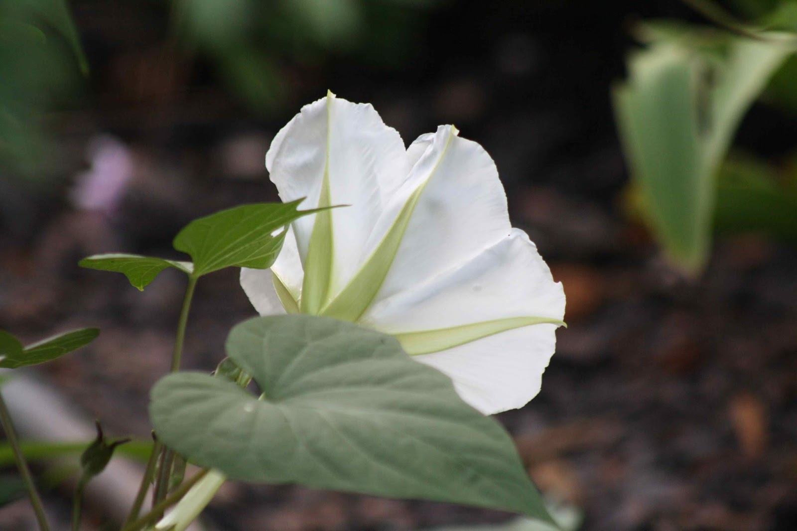 Roses and Other Gardening Joys A Full Moon(flower)