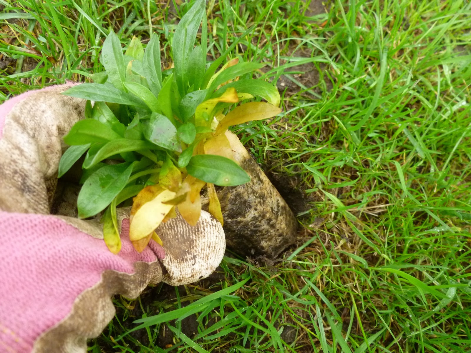 Worcester College Gardeners 20092018 Planting Wildflower Plugs Plants