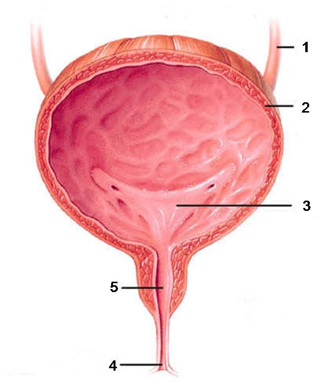 Внутреннее строение мочевого пузыря. Мочевой пузырь анатомия. Женский мочевой пузырь анатомия. Мочевой пузырь анатомия у женщин. Строение мочевого пузыря рисунок.