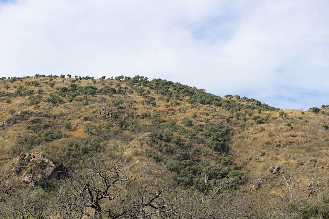 Guided%2BCoues%2BDeer%2BHunts%2Bin%2BSonora%2BMexico%2Bwith%2BJay%2BScott%2Band%2BDarr%2BColburn%2BDIY%2Band%2BFully%2BOutfitted%2B23.JPG