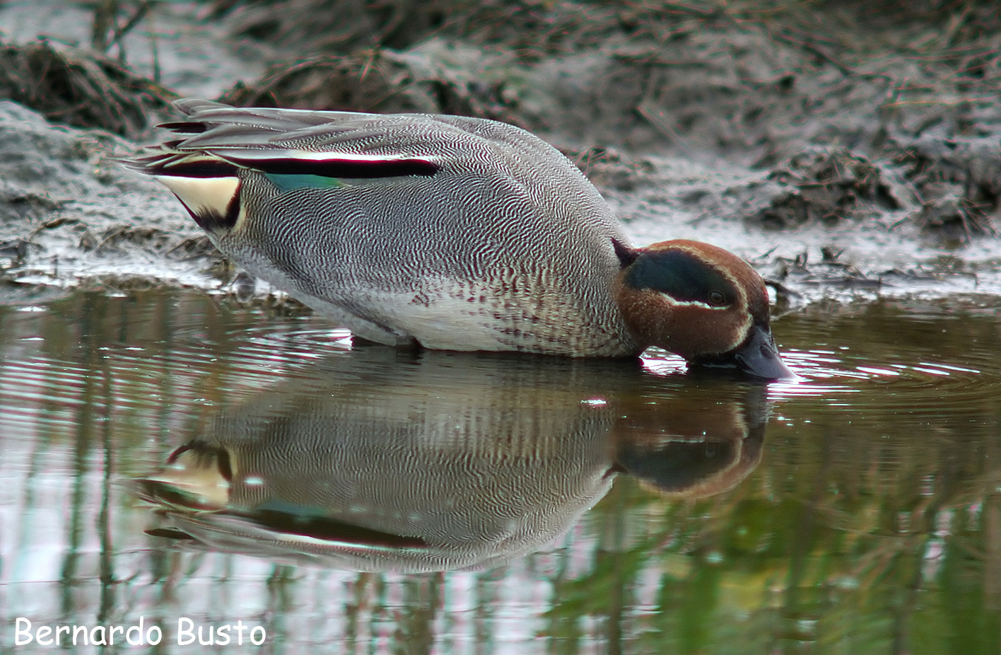 RÍA DE LA VILLA Patos pequeños