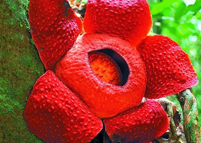 Red Rafflesia