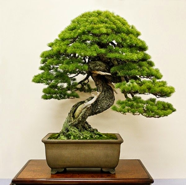 Magnificent bonsai types