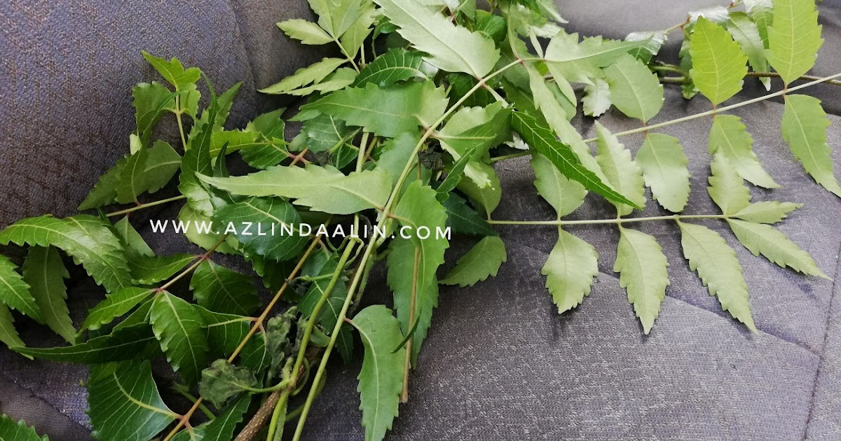 AKHIRNYA DAPAT DAUN MAMBU / SEMAMBU / NEEM LEAF DI KUIL UNTUK CHICKEN
