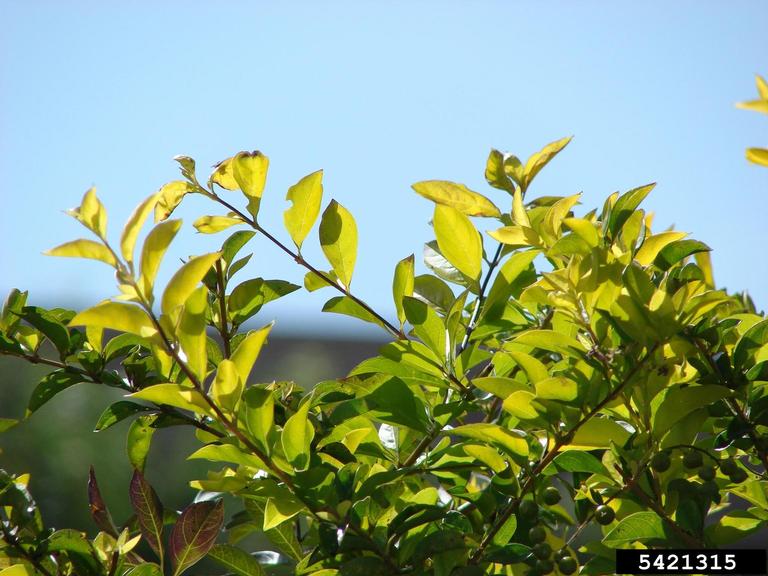 Beediverse Com Olive Tree Flowers In Italy