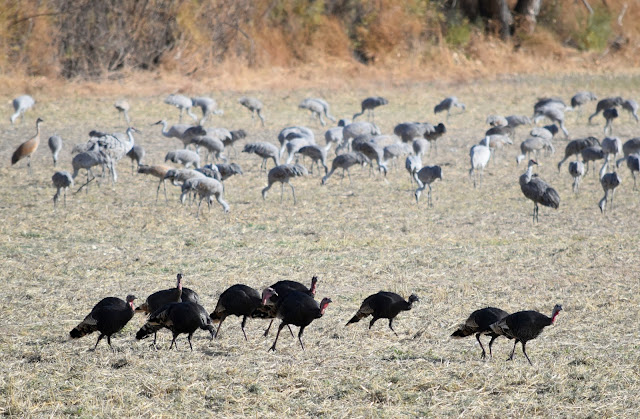 Wild Turkeys at Bosque del Apache National Wildlife Refuge