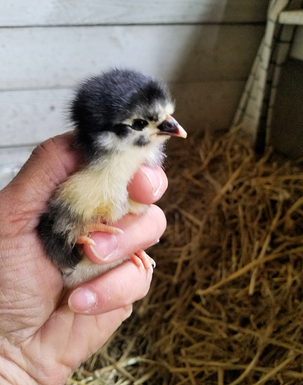 Baby Chick Supply List [printable!] Fresh Eggs Daily® with Lisa Steele