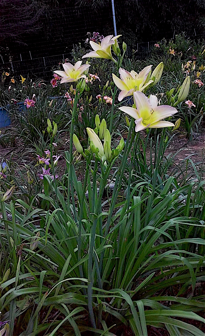 Daylily BReeder Blog Phoenician Royalty