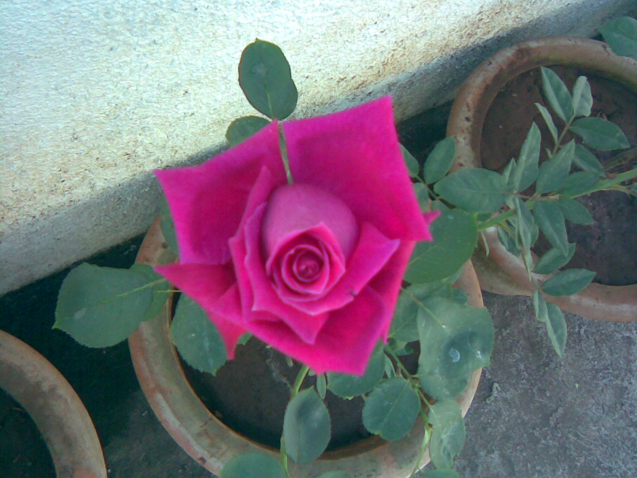 http://3.bp.blogspot.com/-wJh5RMkqMFs/TcU4BIeMaoI/AAAAAAAABJ8/5aCArI0-aQE/s1600/The+most+beatiful+picture+of+rose+free+rose+wallpapers+and+images+free+flower+images.jpg