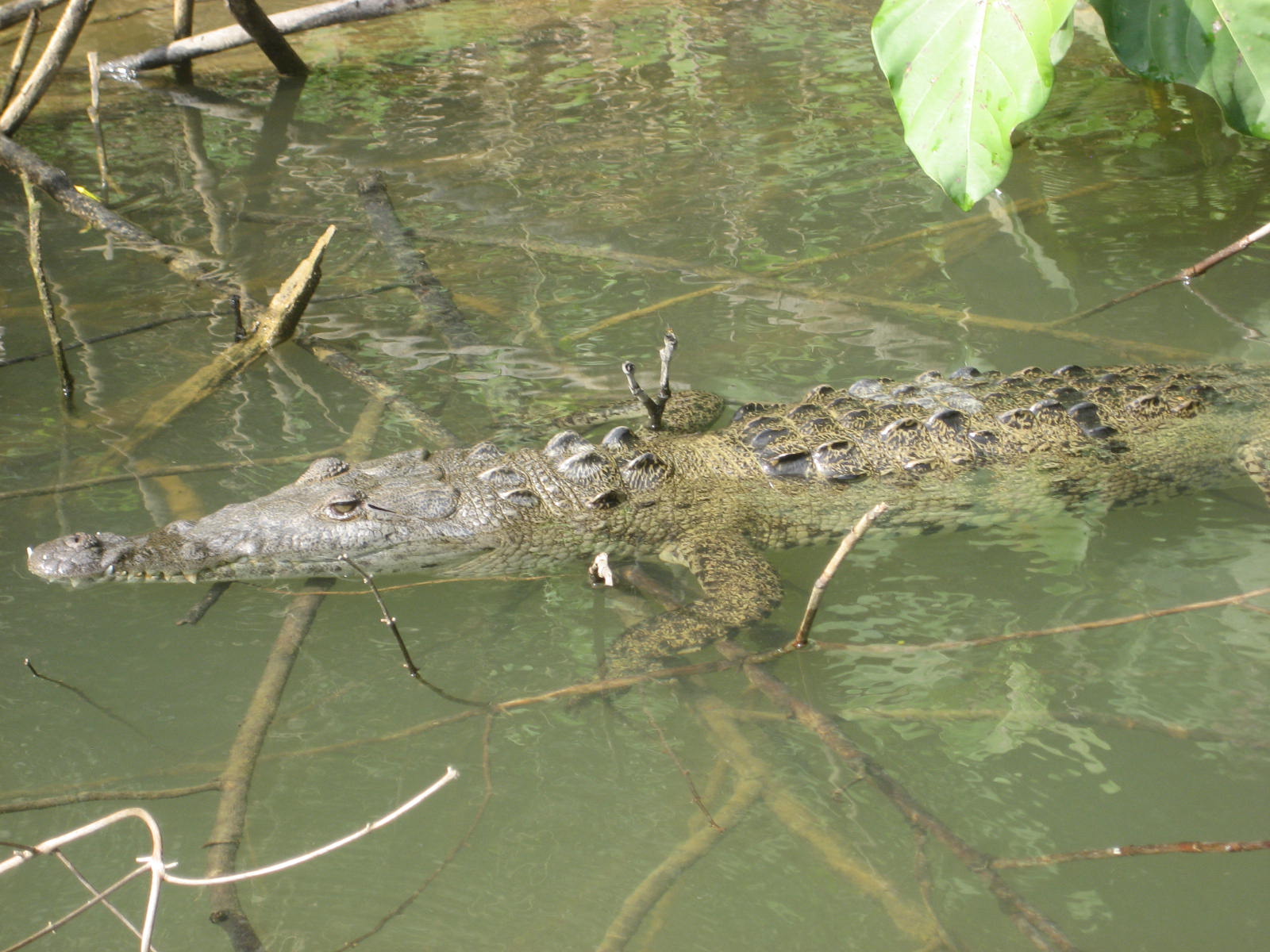 small, suspicious crocodile.
