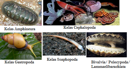 Mollusca (Pengertian, Ciri-Ciri, Klasifikasi, Reproduksi & Peranan)