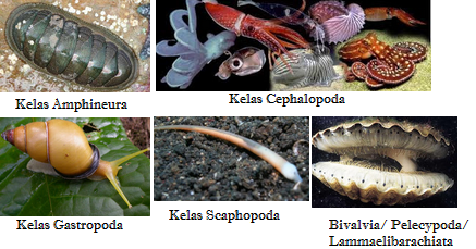 Pengertian Mollusca Ciri Ciri Klasifikasi Reproduksi 