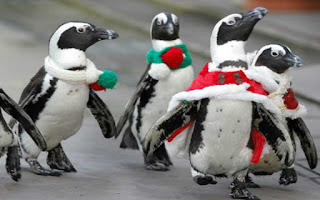 penguin slap game christmas penguins
