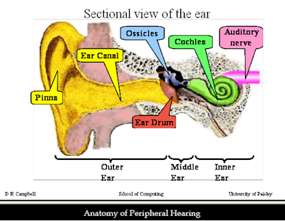 Audio, Image and Video Processing : The Human Ear