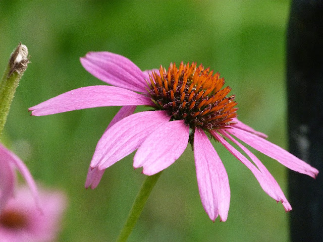 Purple Coneflower