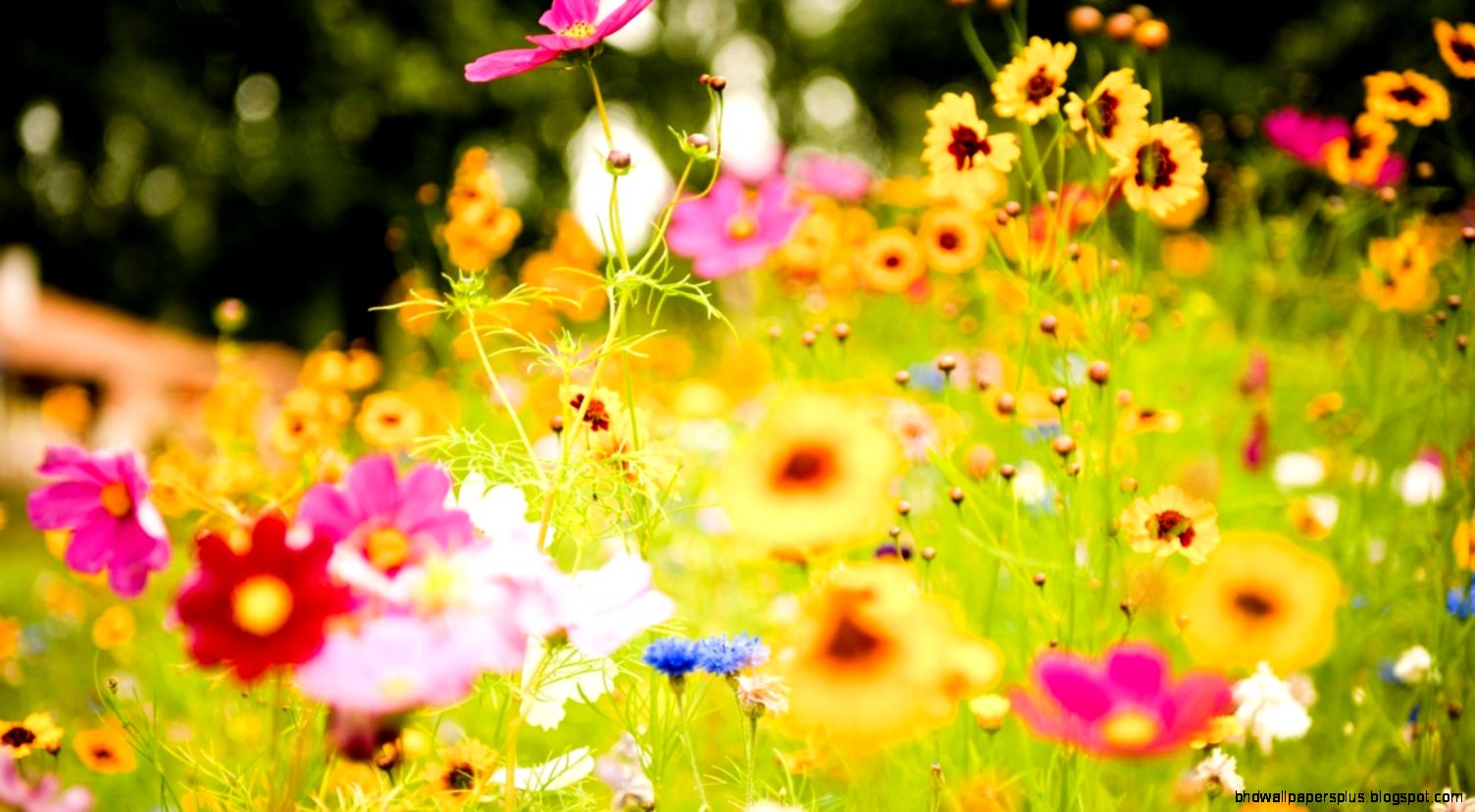 Summer Flowers | HD Wallpapers Plus