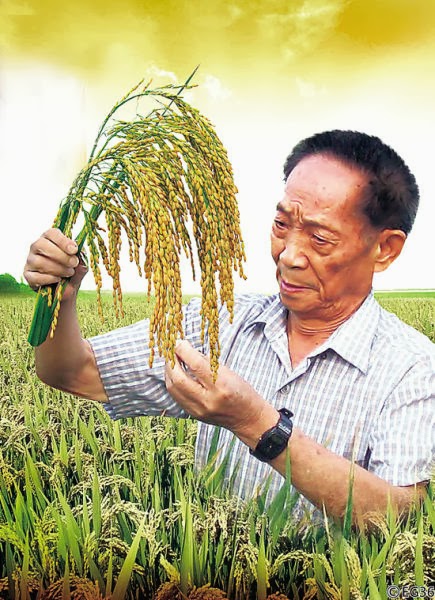 CUHKCAS Blog: ‘Father of Hybrid Rice’ Nominated for Nobel Peace Prize