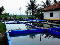 Budidaya Ikan Lele Dumbo Di Kolam Terpal Budidaya Ikan Lele Dumbo Di Kolam Terpal