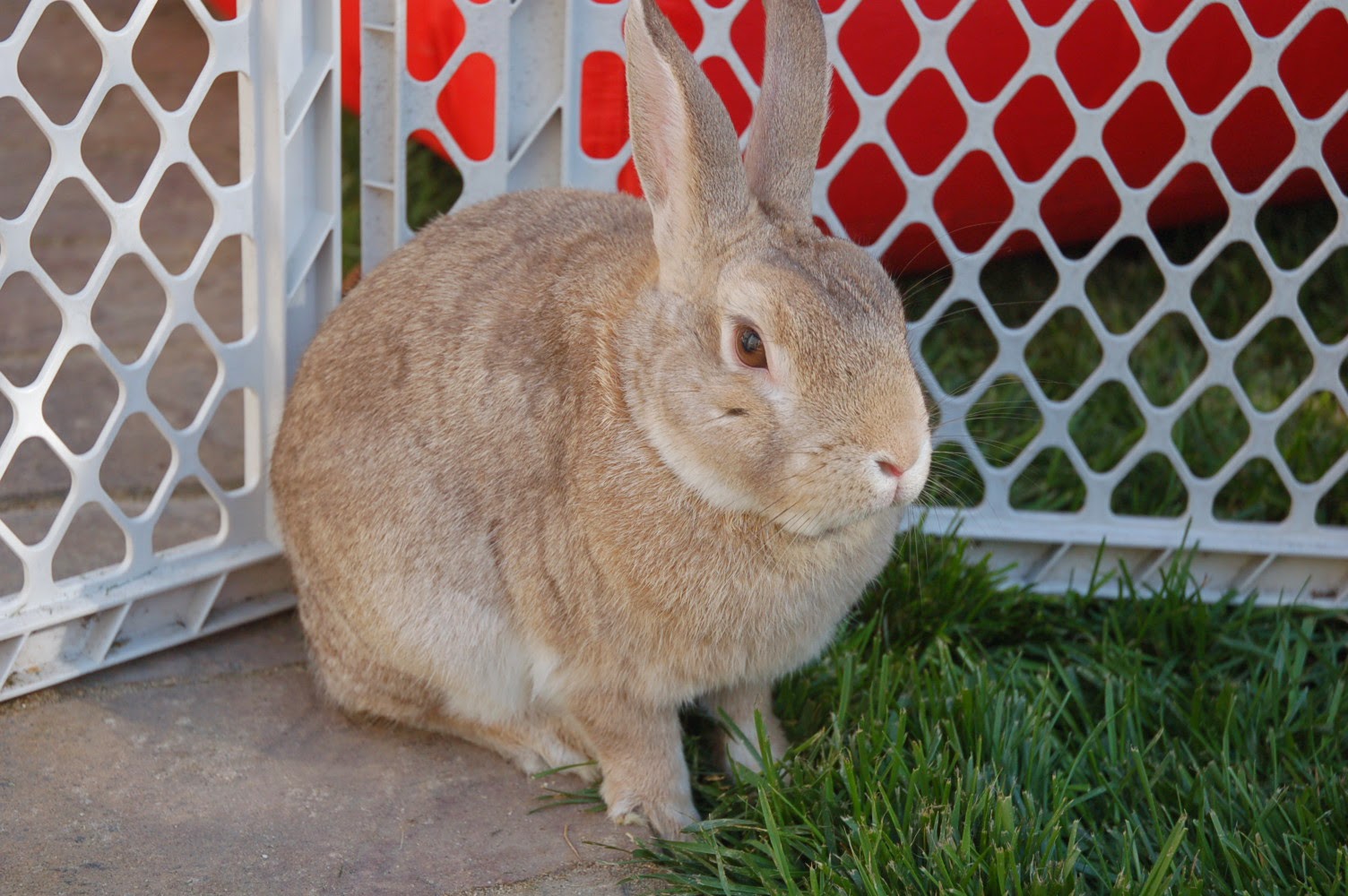 Alfalfa Enjoying Some Grass!