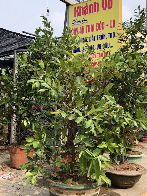 Cây cherry nhiệt đới trồng chậu ra trái tại Việt Nam Tr%25C3%25A1i