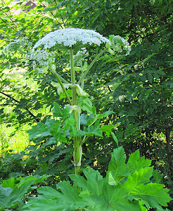 Barszcz Sosnowskiego (Heracleum sosnowskyi Manden.)